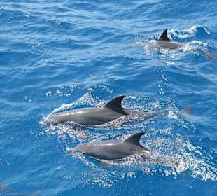 Dolphin Tour (Extra Divers)
