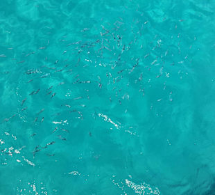 Vom Boot aus ins türkische Meer
