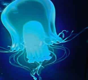 Reise zum Mittelpunkt der Erde