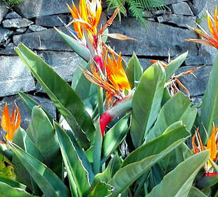 Strelitzie auf der Terrasse Ocean Gardens