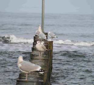 Strand Kolberg/Kolobrzeg