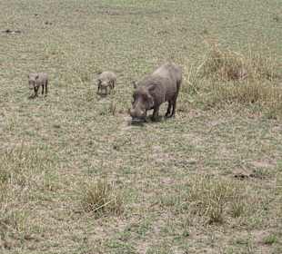 Kenia Express Mama mit Babays