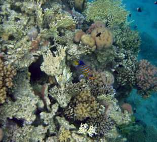 Hausriff Hotel Beach Albatros Sharm