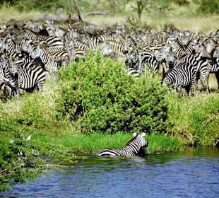 Das erste Zebra geht mutig ins Wasser