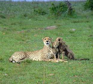 Ein Augenschmaus der Mara