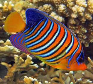 Schnorcheln am Hausriff