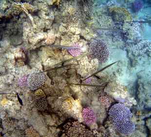 Wir kommen wieder, aber nur noch im Winter