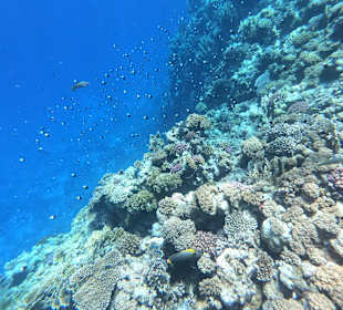 Schnorcheln Marsa Alam