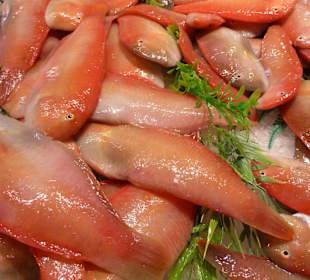 Fisch des Monats