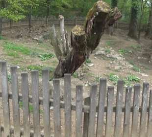 Südamerika Bereich - Kamerunschaf