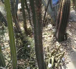 Botanischer Garten