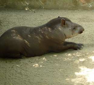 Tapir 