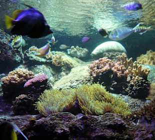 Ausschnitt aus der Rifflandschaft des Aquariums