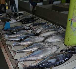 Ausflug nach Male (Fischmarkt)