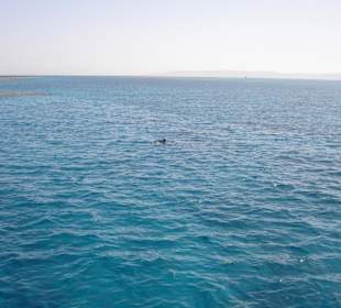 Eines vonzahlreichen Delfin-Treffen