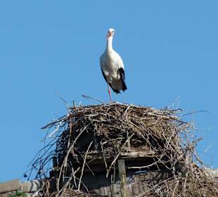 Storch auf dem Nest