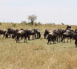 Masai Mara