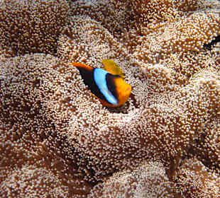 Originalbild - Nemo