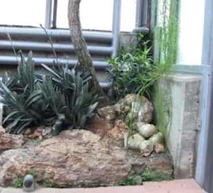 Unteres Kakteenhaus