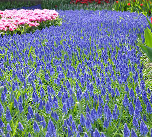 Парк Кекенхоф в Голандии