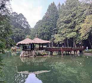 Alishan National Forest