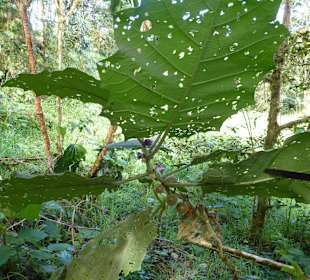Wanderung durch den Nebelwald/Regenwald