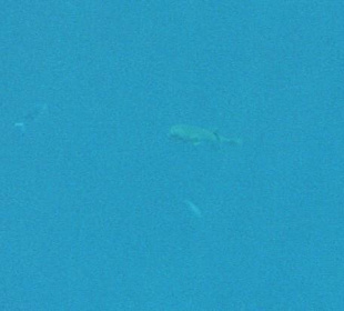 Schnorcheln mit Delphinen