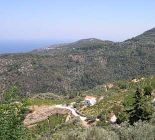 Weinberge rund um Manolates