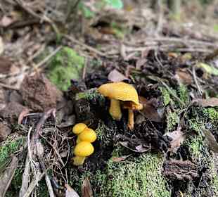 Wandern Puerto de la Cruz