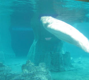 Aquarium / Oceanongrafic