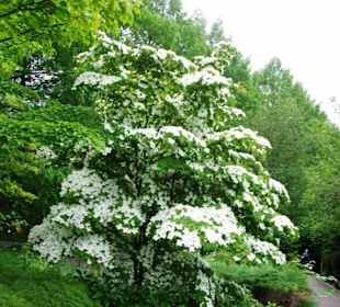 Sehr schöner Strauch