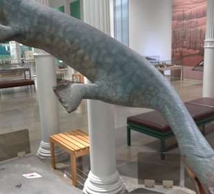 Staatliches Naturkunde Museum