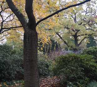 Parkanlage Planten un Blomen