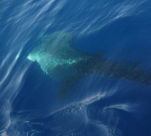 Highlight am 1.08.08 