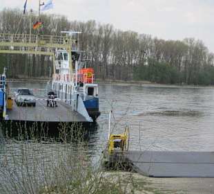 Die Rheinfähre Leimersheim