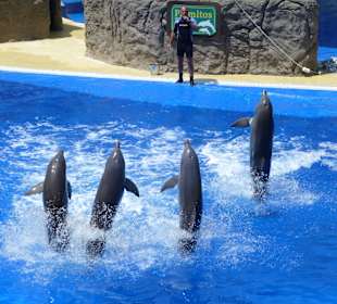 Delfinarium