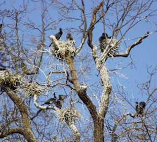 Kormorane beim Nestbau