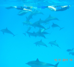 Schwimmen mit Delfinen