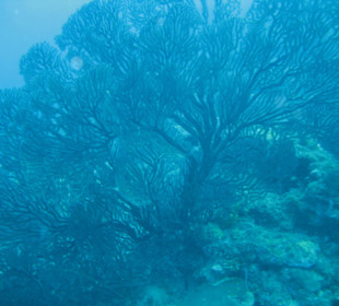 Fächerkoralle/Grenada/Bei St. Georges