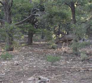 Tiere auf dem Weg zum Viewing Point