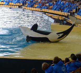 Orca show