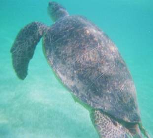 Riesenschildkröte