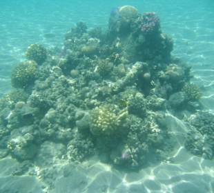 Traumhafte Unterwasserwelt