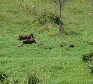 Tierwelt im Krüger - Warzenschweine