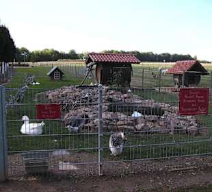 Tiere am Bonnheimer Hof