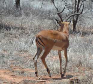 Tsavo Ost und West Safari