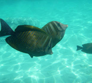 Unterwasserwelt am Hausriff