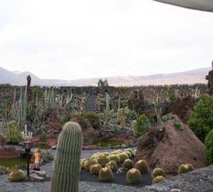 Jardin de Cactus