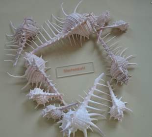 Rundgang durch das Muschelmuseum Wremen