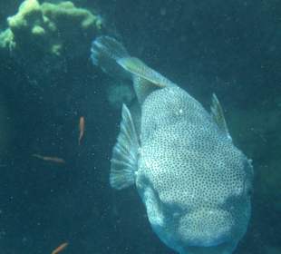 Unterwasserwelt Hausriff Arabia Beach